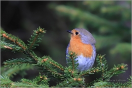 <p>ČERVENKA OBECNÁ (Erithacus rubecula) /European robin - Rotkehlchen/</p>